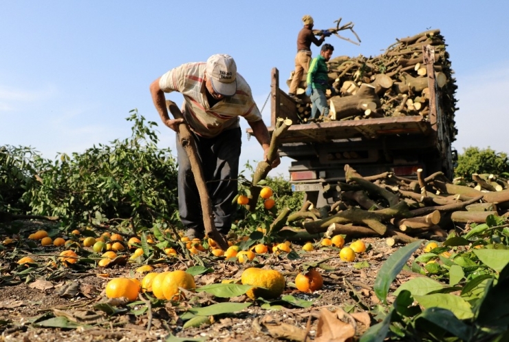 Para Etmeyen Mandalina Ağaçlarını, Yeni Cinsle Değiştiriyor