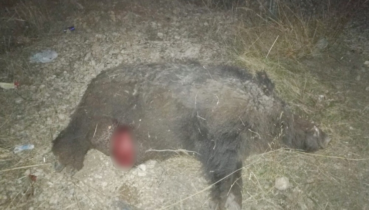 Otomobilin Çarptığı Domuz Telef Oldu