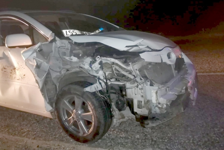 Otomobilin Çarptığı Domuz Telef Oldu