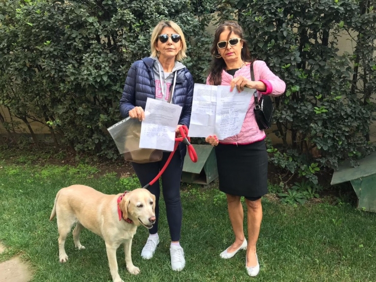 Ataşehir’de Lüks Sitede Kedi Evi Tartışması