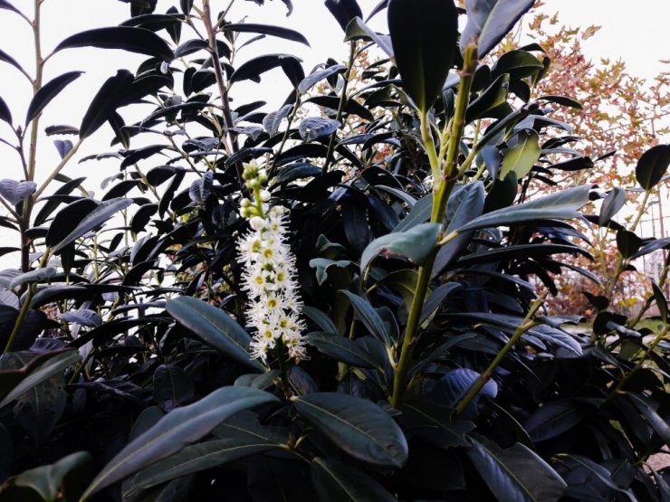 Çatalzeytin’de Erik Ağaçları Kasım Ayında Çiçek Açtı