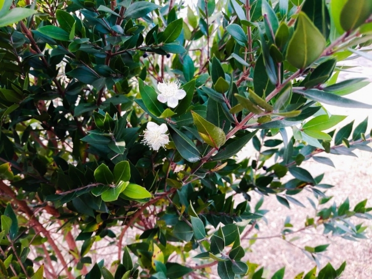 Çatalzeytin’de Erik Ağaçları Kasım Ayında Çiçek Açtı