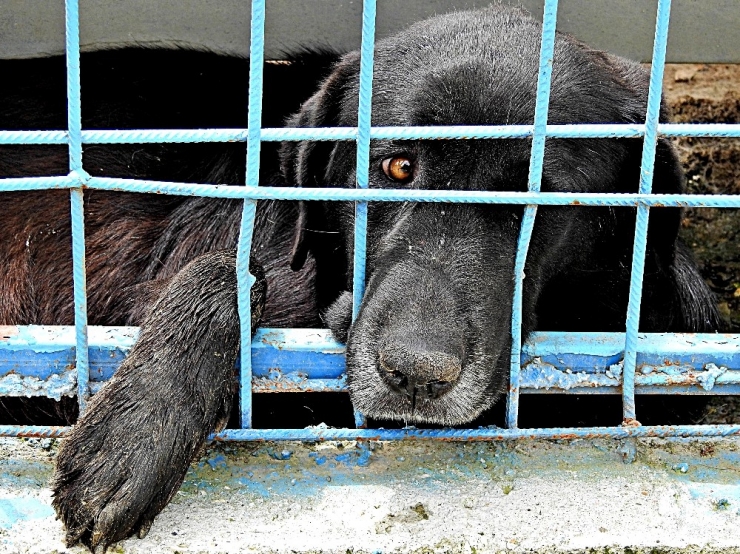 Çeşmeli Hayvanseverlerin İsteği Merkezi Yerde Klinik