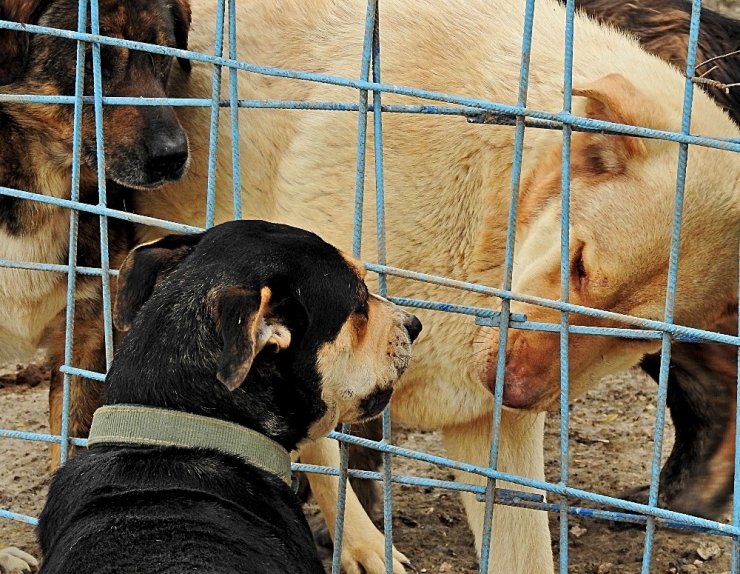 Çeşmeli Hayvanseverlerin İsteği Merkezi Yerde Klinik