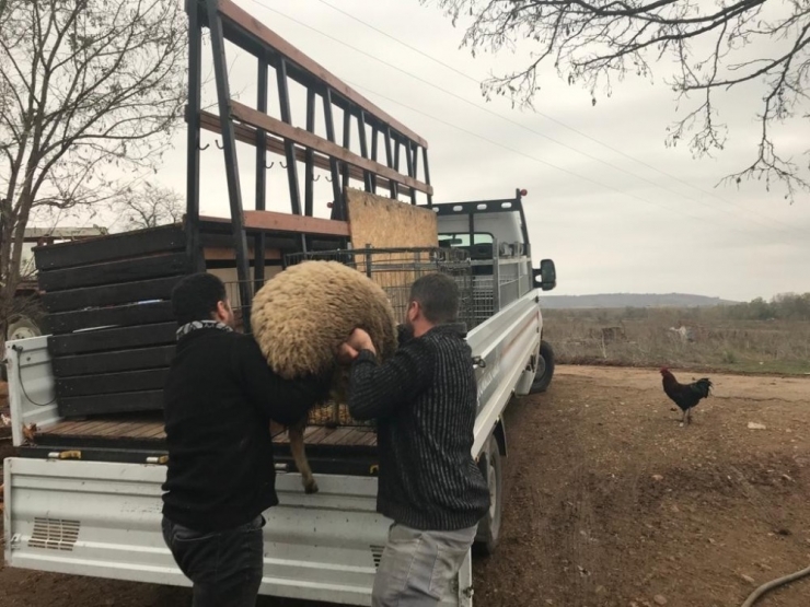 Jasat’tan Koyun Hırsızlarına Operasyon