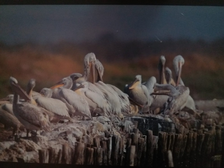 Gediz Deltasının Geleceği Ele Alındı