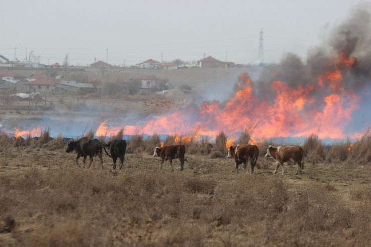 Vatandaş, Yangından Kaçan Domuzdan Kurtulmak İçin Direklere Çıktı
