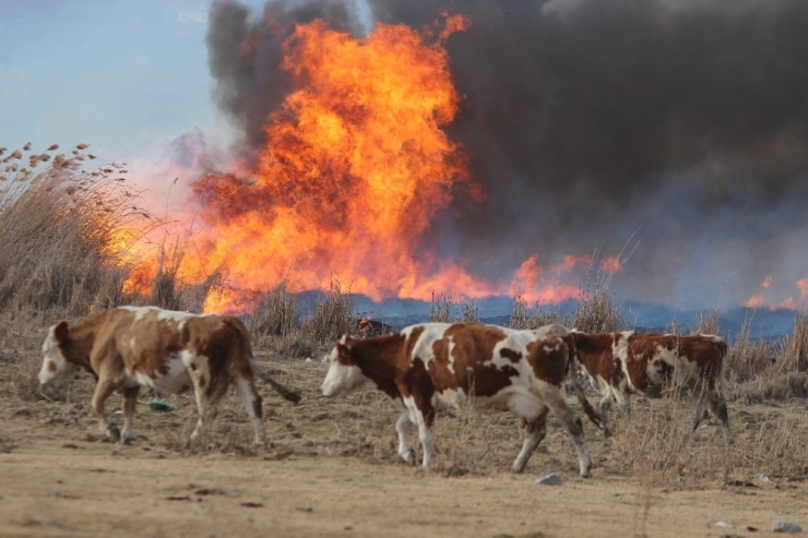Vatandaş, Yangından Kaçan Domuzdan Kurtulmak İçin Direklere Çıktı