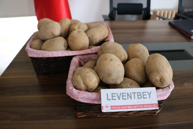 Milli Patates Çeşitleri Leventbey Ve Muratbey Tarla Yolunda