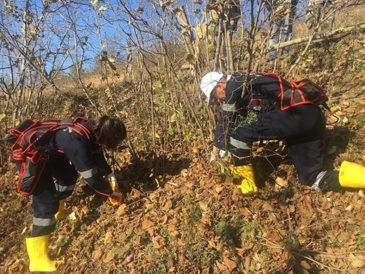 Fındık Timleri 20 Günde 400 Örnek Bahçe Oluşturdu
