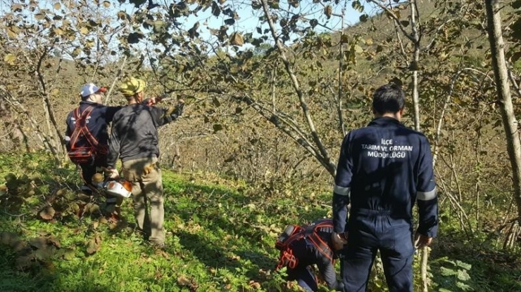 Fındık Timleri 20 Günde 400 Örnek Bahçe Oluşturdu