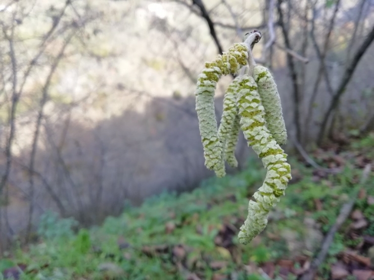 Fındık Ağaçları Mevsimi Şaşırdı