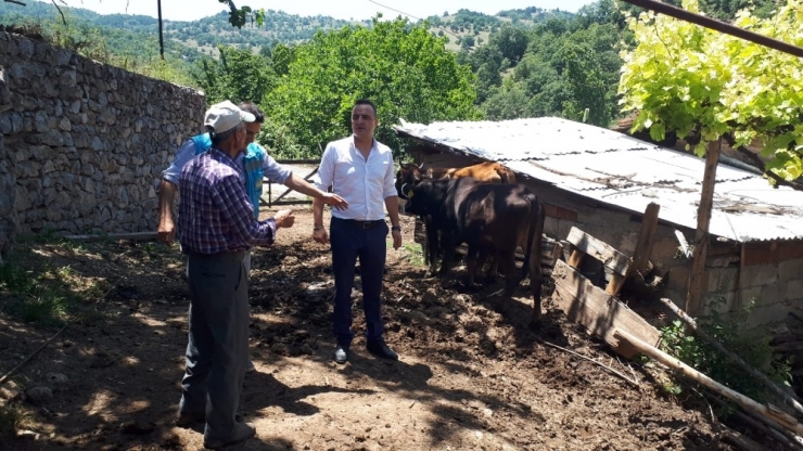 Yeni Doğan Buzağılar İçin Devlet Desteği