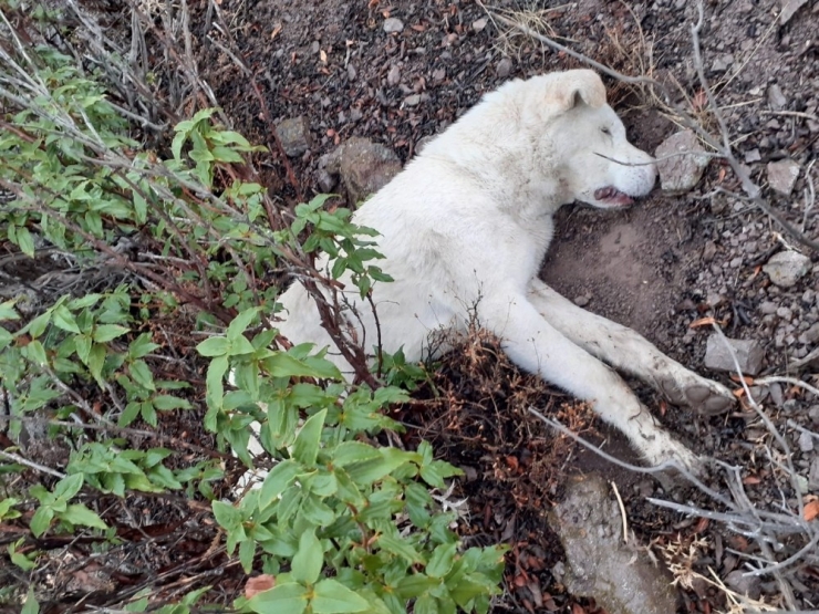 Hayvan Hırsızları Çoban Köpeklerini Zehirledi