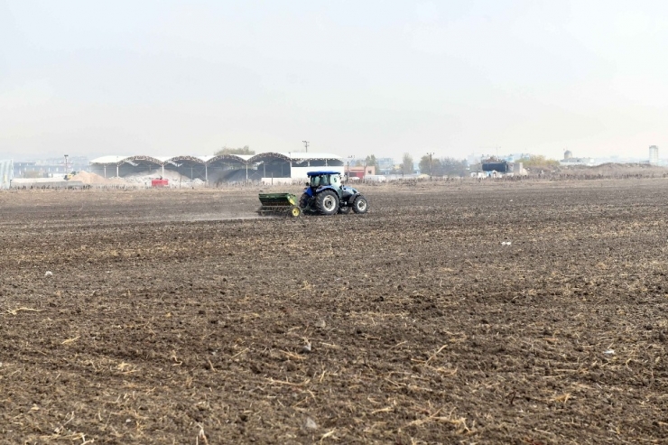 Atatürk Orman Çiftliği Arazisi Tohumla Buluştu