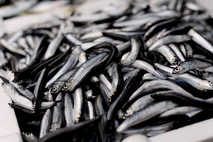 Giresunlu Balıkçılardan “Av Yasağı Eylül’de Değil Ekim’de Kalksın” Önerisi