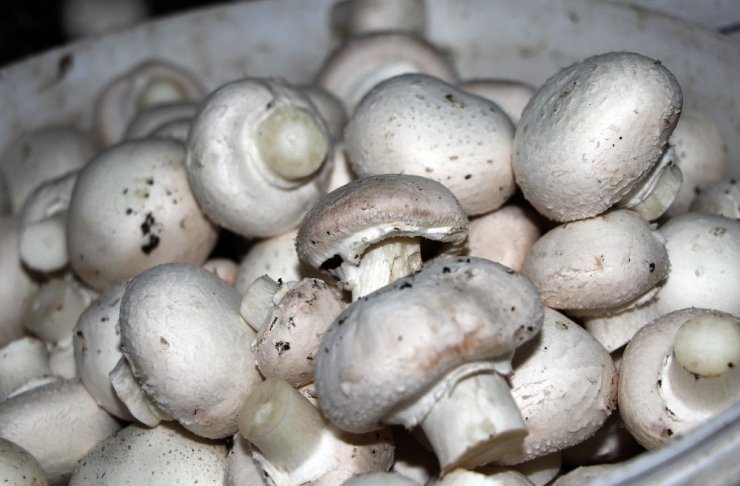 Gelin Kaynana Kendi İşlerinin Patronu Oldu