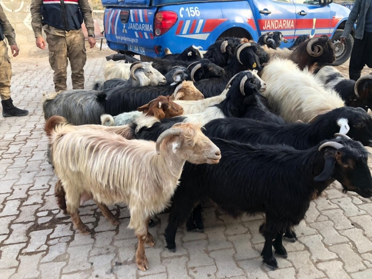 Kayıp Küçükbaş Hayvanları Jandarma Buldu