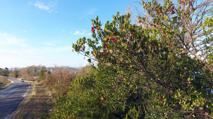 Kışın Habercisi "Bilyedin" Meyvesi