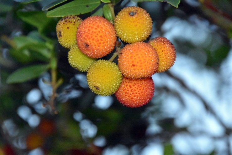 Kışın Habercisi "Bilyedin" Meyvesi