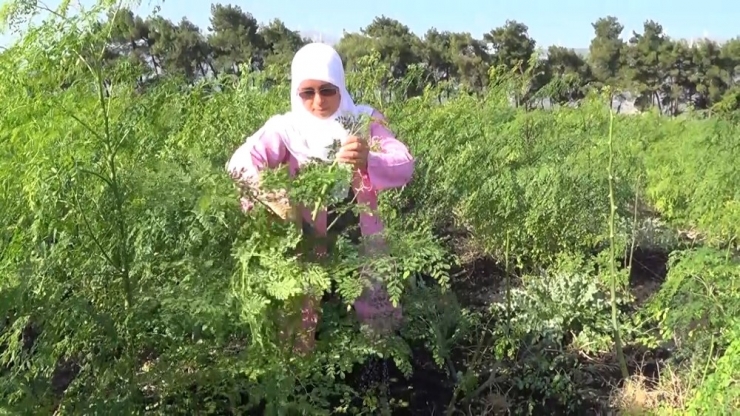 Moringa Bitkisi Ekonomiye 500 Bin Tl Katkı Sağladı
