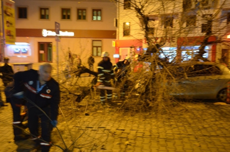Gece Yarısı Korku Dolu Anlar... Dev Ağaç Otomobilin Üzerine Devrildi