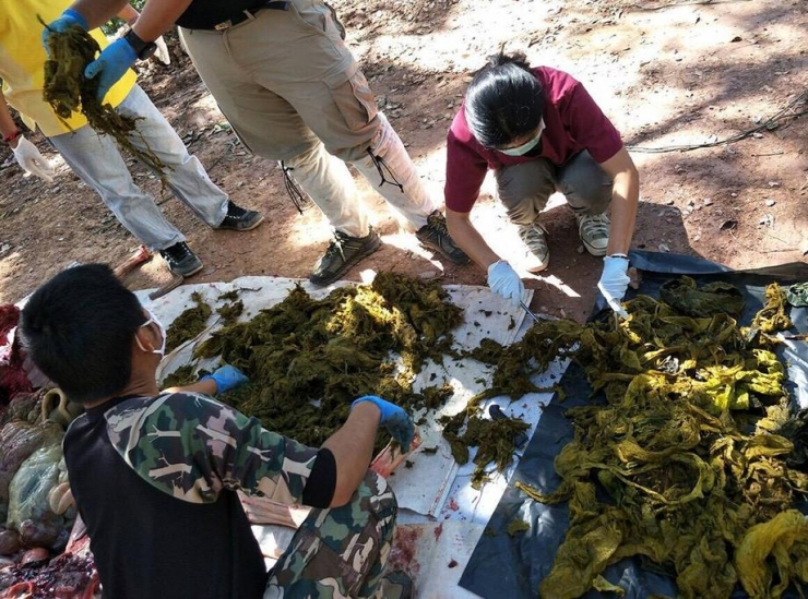 Tayland’ta Geyiğin Midesinden 7 Kilogram Çöp Çıktı