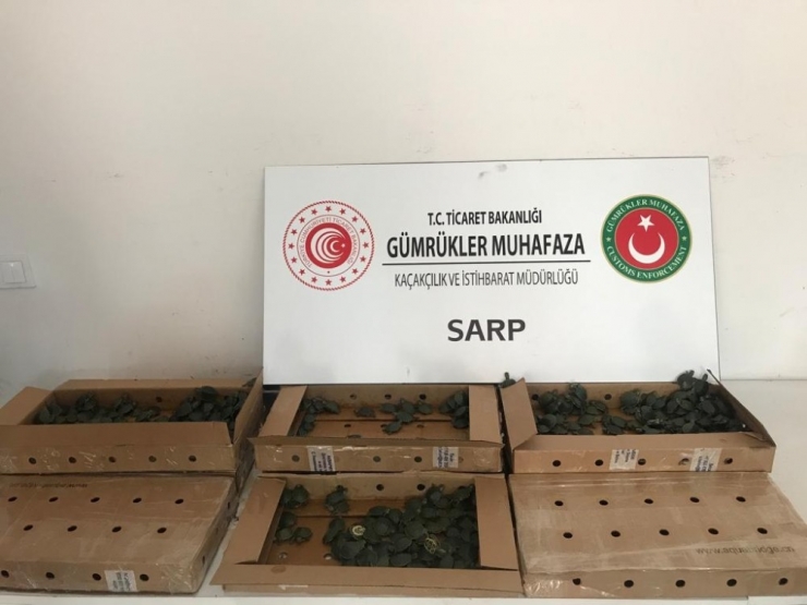 Sarp’ta Bir Otomobilde 3 Bin 400 Su Kaplumbağası Ele Geçirildi