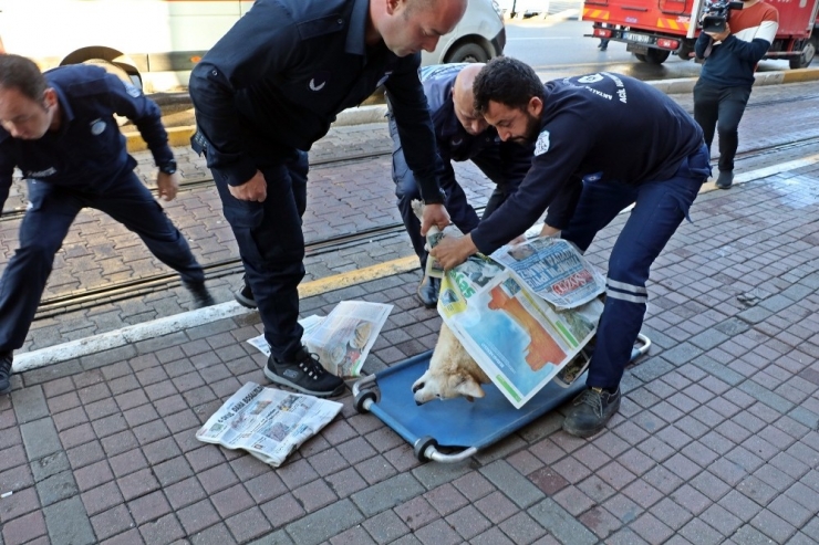 Köpeğinin Dükkanı Önünde Öldüğünü Duyan Esnaf, Üzüntüden Uzun Süre Dışarıya Çıkamadı