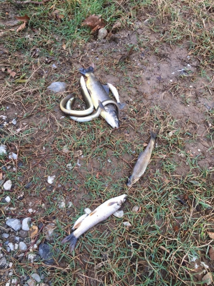 İskenderun’da Balık Ölümleri