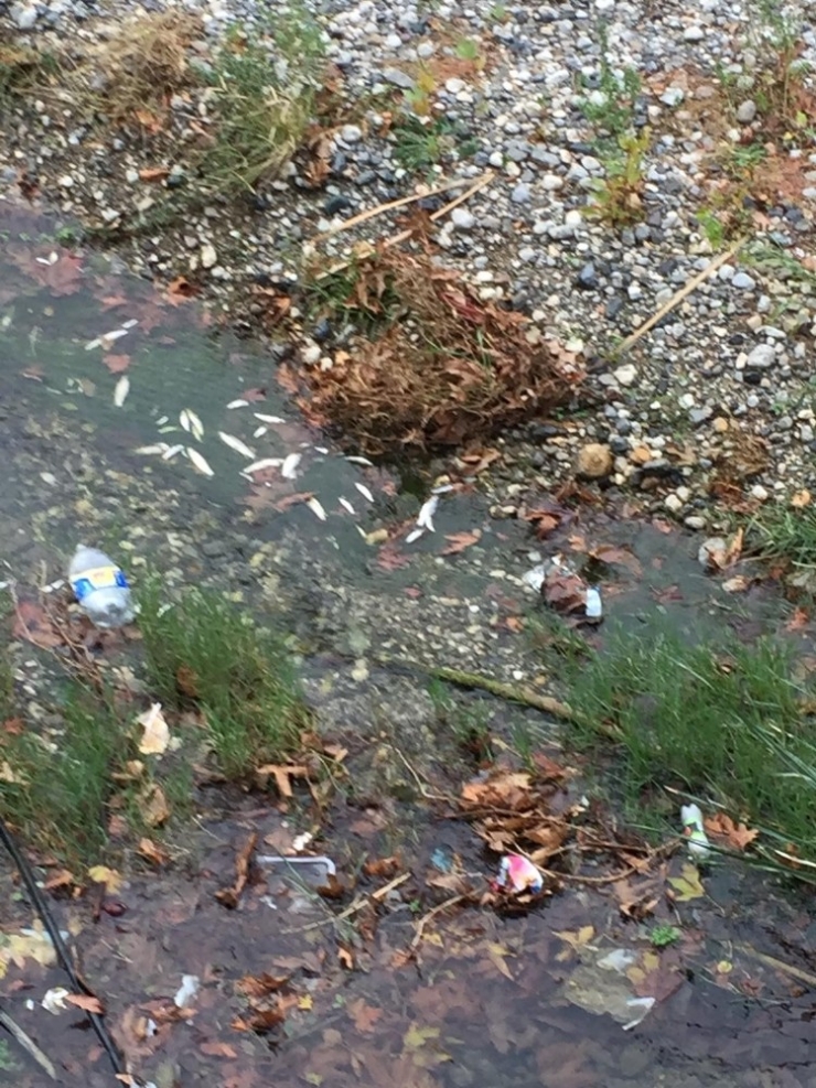 İskenderun’da Balık Ölümleri