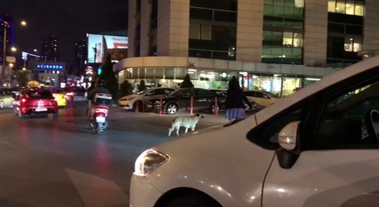 Kadın Sürücü Trafiği Durdurup, Yaya Geçidinde Bekleyen Köpeği Yolun Karşısına Geçirdi