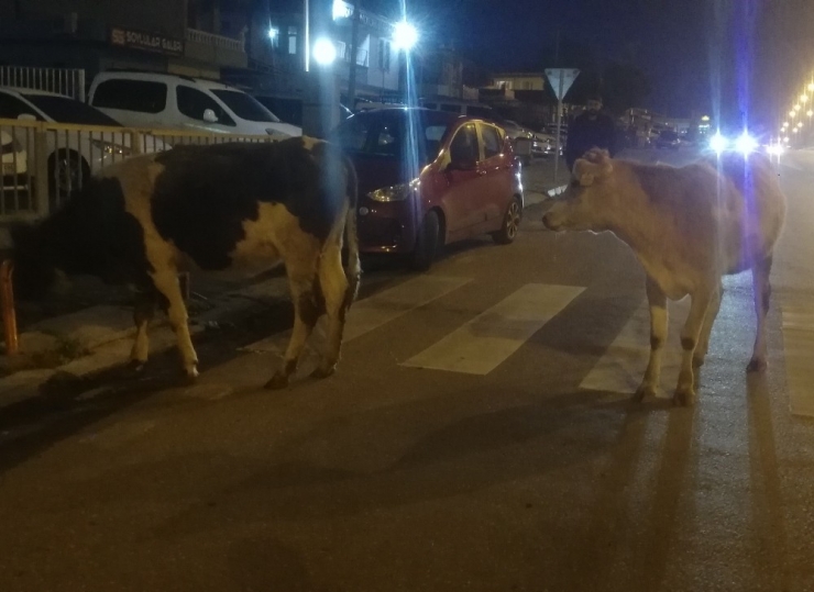 Aniden Yola Çıkan İnek Kazaya Yol Açtı