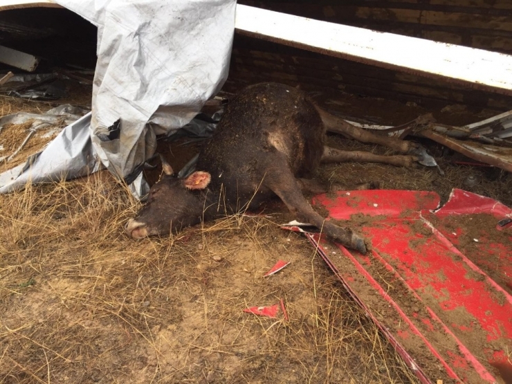 Sivas’ta Hayvan Yüklü Tır Devrildi