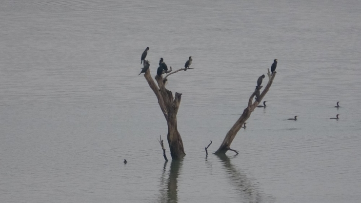 Su Seviyesi Düştü, Ağaçlar Ortaya Çıktı