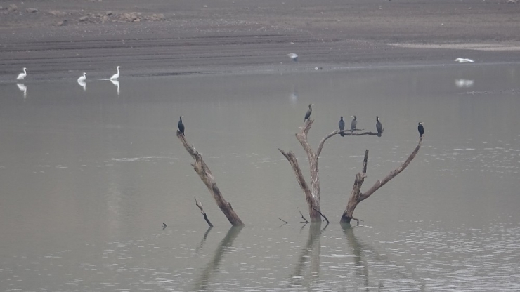 Su Seviyesi Düştü, Ağaçlar Ortaya Çıktı