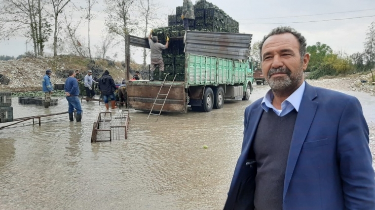 "Yeşil Altın"da Buruk Hasat