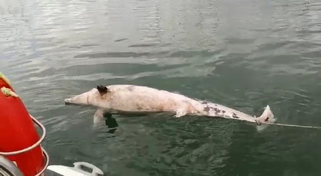 Bursa’da 300 Kiloluk Ölü Yunus Bulundu