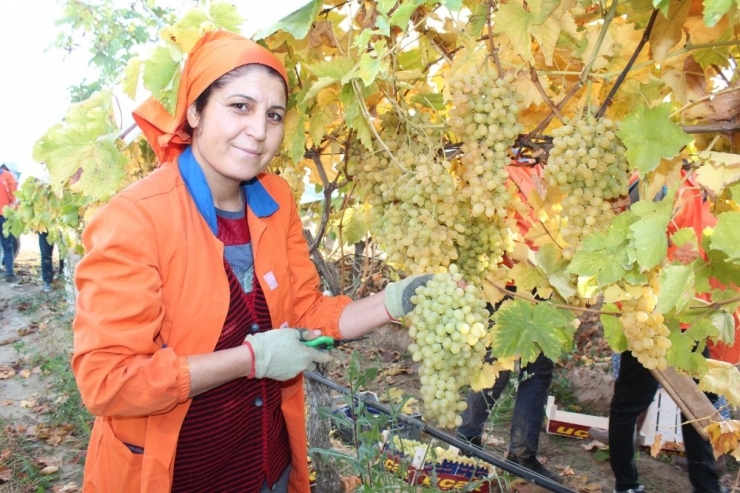 Manisa’dan 32 Ülkeye Sultaniye Üzüm İhracatı