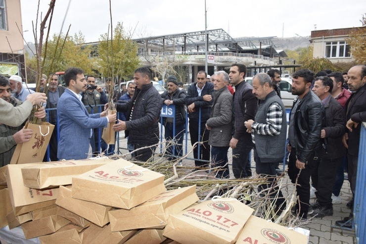 Palu’da 4 Bin Adet Ceviz Ve Badem Fidanı Dağıtıldı