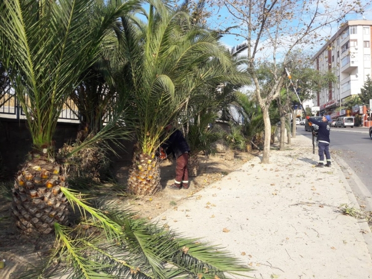 Gebze’de Ağaçlara Sonbahar Bakımı