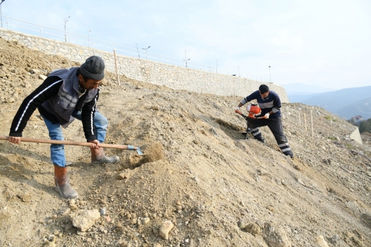 Binlerce Ceviz Fidanı Toprakla Buluşturuldu