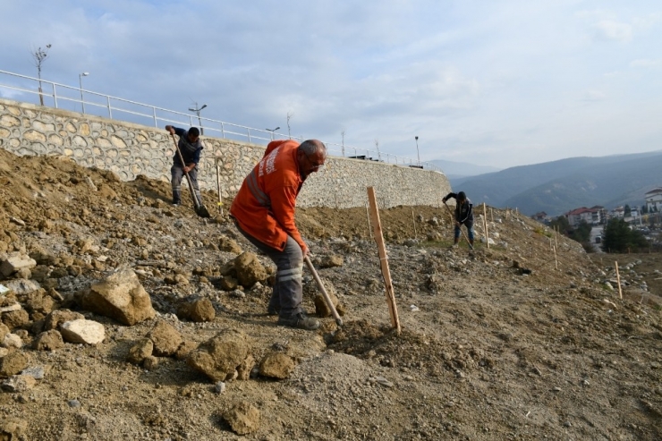 Binlerce Ceviz Fidanı Toprakla Buluşturuldu