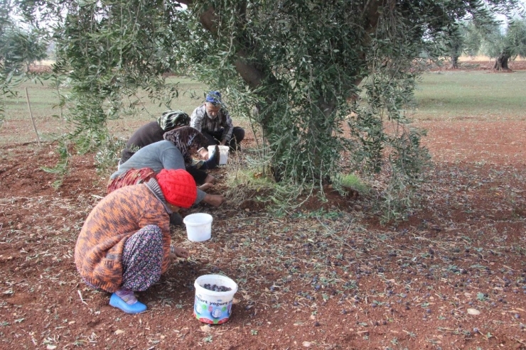 Zeytin Hasadında Sona Gelindi