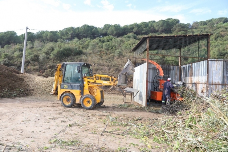 Körfez’de Budanan Dallar Tekrar Doğaya Kazandırılıyor