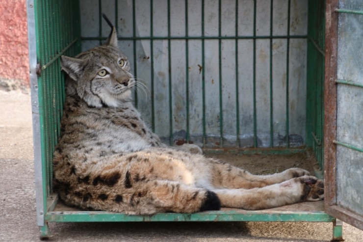 Neslinin Tükendiği Düşünülen Vaşağa Otomobil Çarptı