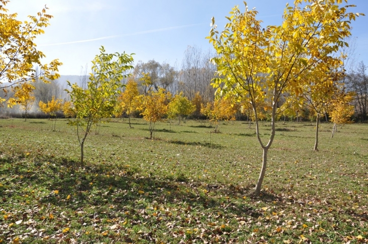 Simav’da Ceviz Fidanı Dikimi Yaygınlaşıyor