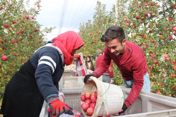 Karaman’da Mevsimin Son Elma Hasadı Yapıldı