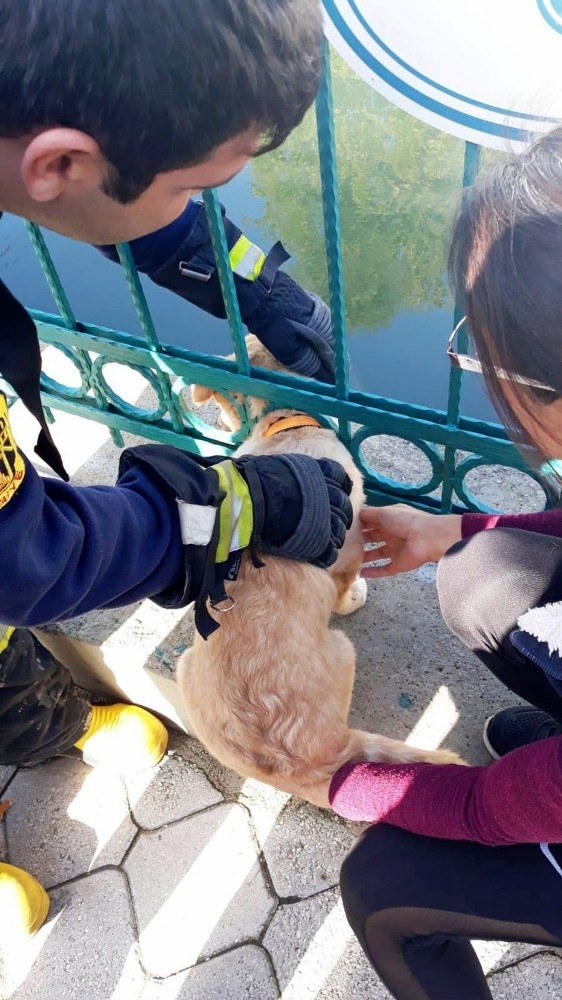 Kafası Demir Korkuluklara Sıkışan Yavru Köpek Kurtarıldı