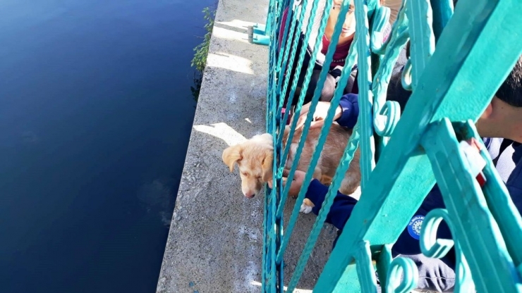 Kafası Demir Korkuluklara Sıkışan Yavru Köpek Kurtarıldı